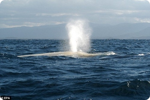Детеныш белого горбатого кита был замечен у Большого Барьерного Рифа
