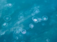Нашествие медуз в Средиземном море