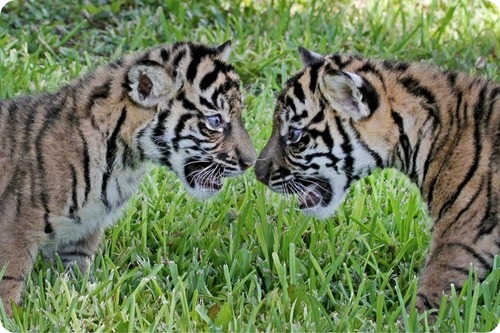Суматранские тигры из Техаса