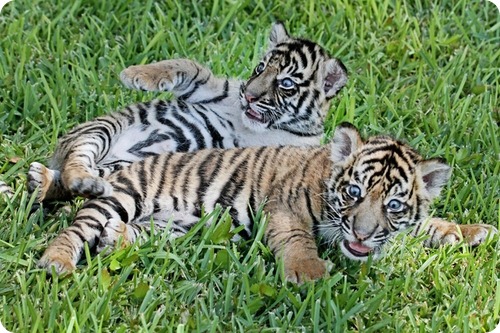 Суматранские тигры из Техаса