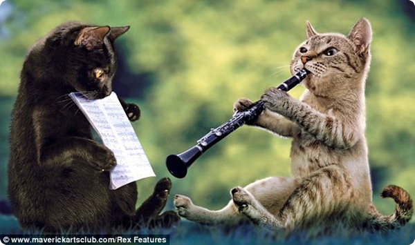 Коты-музыканты!
