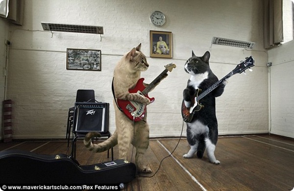 Коты-музыканты!