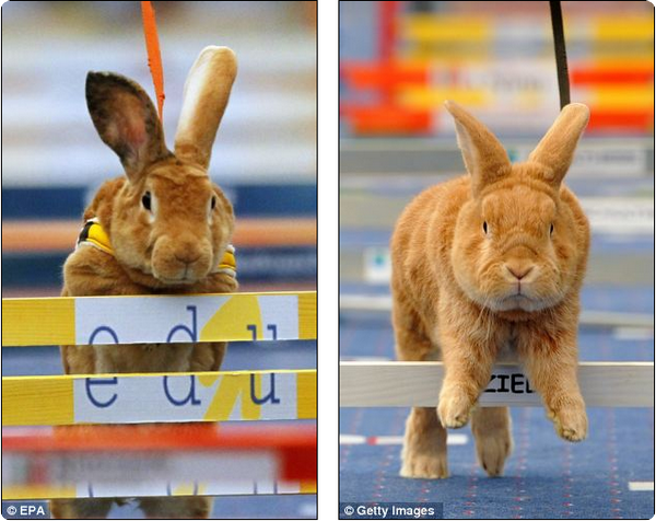 В Швейцарии завершился чемпионат среди кроликов