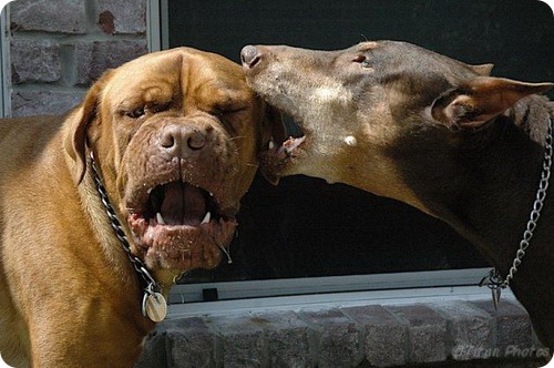 В США суд запретил собакам лаять больше 10 минут