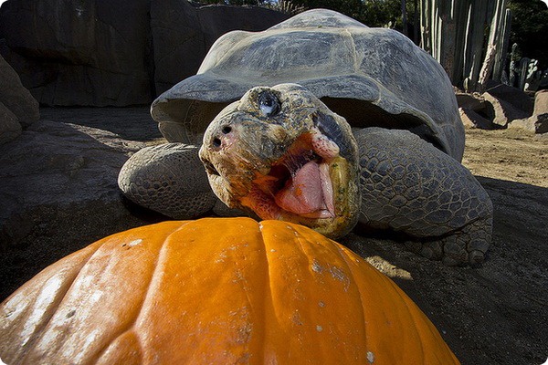 Черепахи отмечают День Благодарения