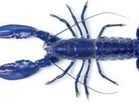 Найден уникальный голубой омар