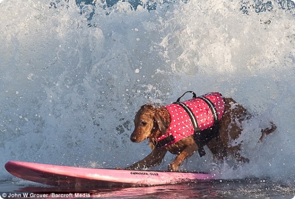 Собаки в Калифорнии любят серфинг
