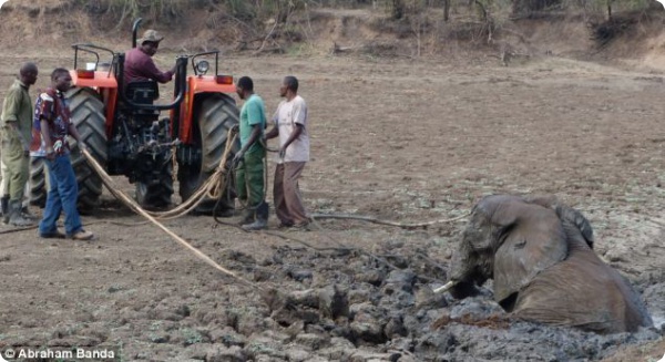 Слонов спасли из грязевого болота!