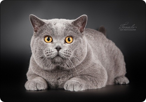Британская короткошерстная кошка, фото британской кошки