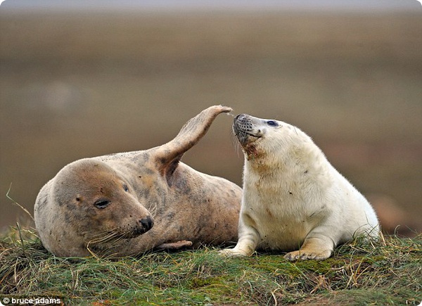 Материнские объятья тюленей