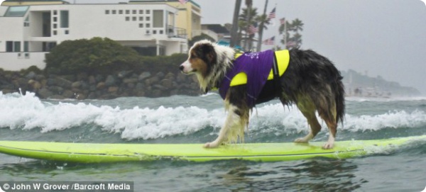 Собаки в Калифорнии любят серфинг