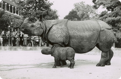 Первый носорог, родившийся в неволе