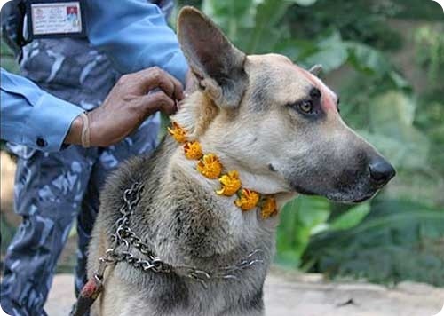 Национальный день собак в Непале