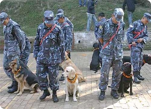 Национальный день собак в Непале