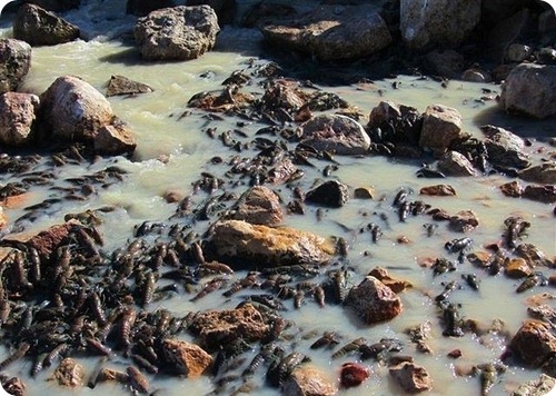 Море раков в Купер-Крик