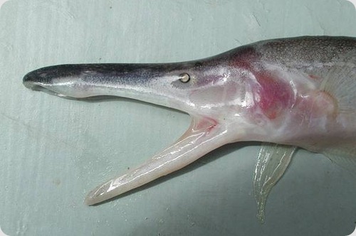 Рыба-нож Compsaraia samueli