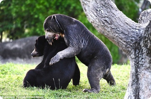Малайские медведи – борцы-тяжеловесы