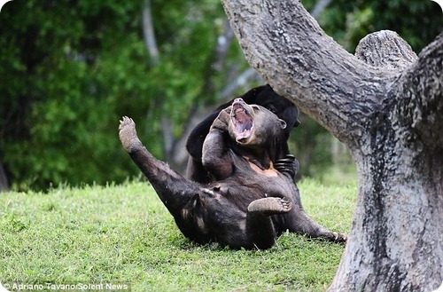 Малайские медведи – борцы-тяжеловесы