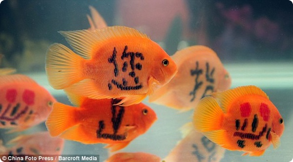 Татуировки для рыбок?