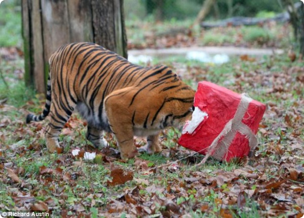 Подарок для тигрицы!