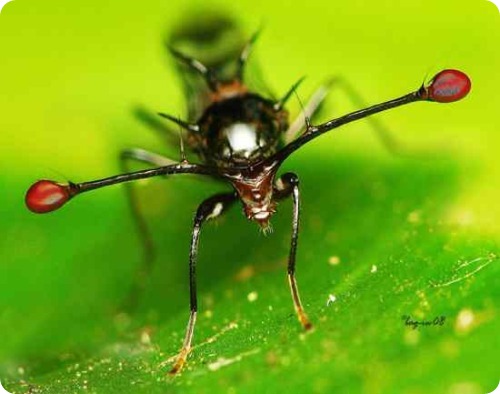 Cтебельчатоглазая муха