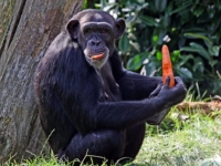 США прекращают проведение опытов над шимпанзе