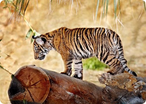 Суматранские тигрята из Лос-Анджелеса