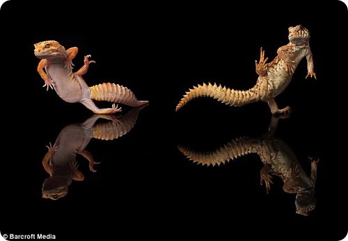 Танцующие гекконы