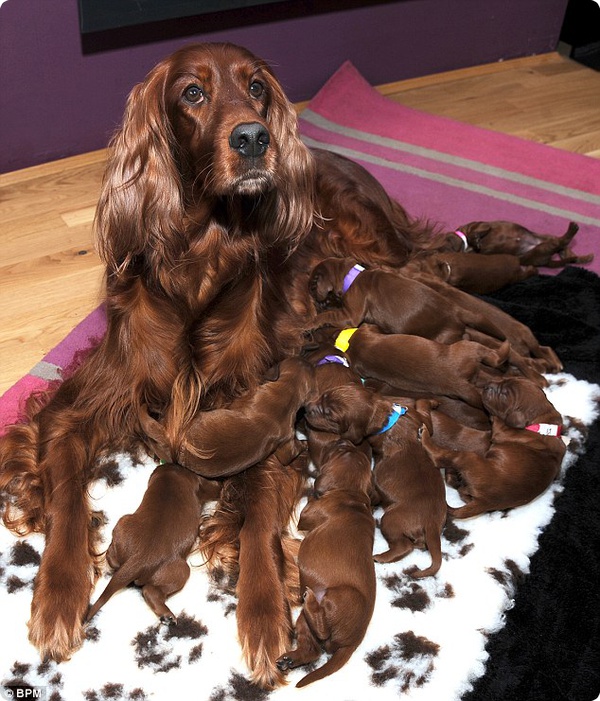 Роми, ирландский сеттер, принесла помет из 15 щенков 