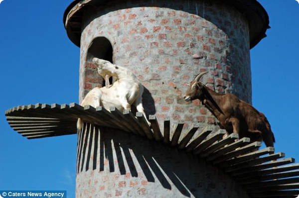 Башня для коз