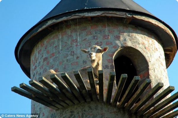 Башня для коз