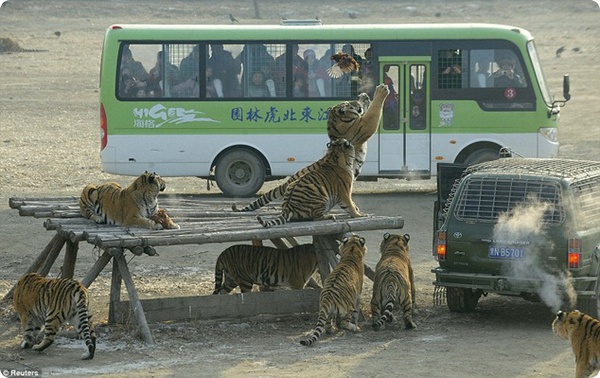 Туристы кормили голодных тигров живыми курами