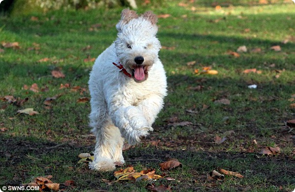 Самая счастливая собака Великобритании