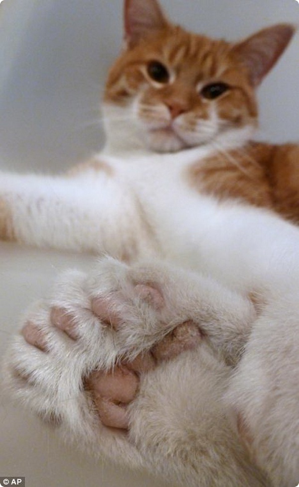 Американский кот с 26 пальцами спасает приют для животных