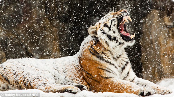 Тигр вздремнул под снежным одеялом
