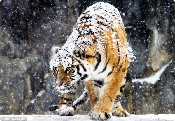 Тигр вздремнул под снежным одеялом