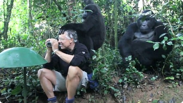 Горные гориллы приняли туриста за своего собрата