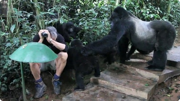 Горные гориллы приняли туриста за своего собрата