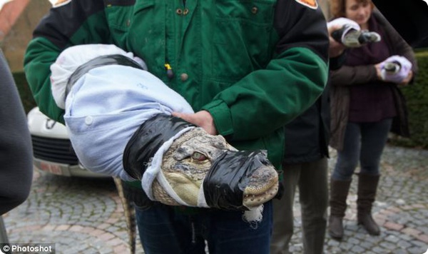 На вилле в Бельгии полиция нашла 11 крокодилов и аллигатора