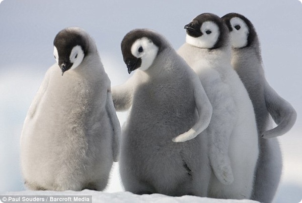 Королевские пингвины с удовольствием общаются с человеком