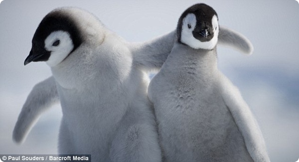 Королевские пингвины с удовольствием общаются с человеком