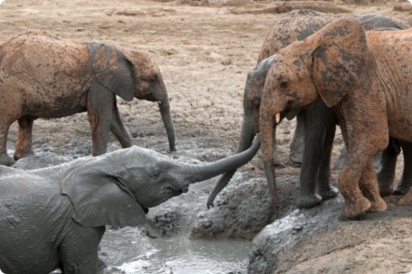 Грязевые ванны для слонят-сирот