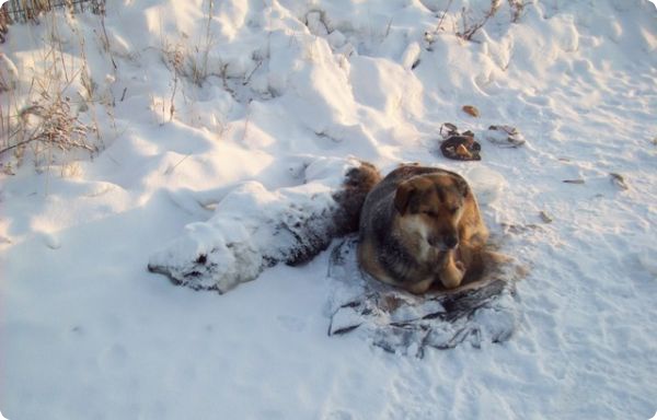 Печальная история якутского пса Хатико