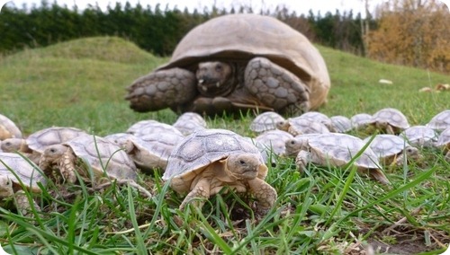 Шпороносные черепахи из Линтона
