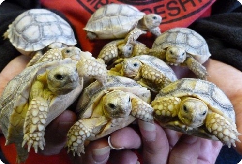 Шпороносные черепахи из Линтона