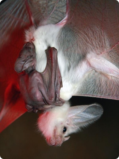 Австралийская ложновампирная летучая мышь из Перта
