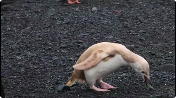 На севере Антарктиды обнаружили пингвина-альбиноса