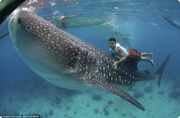 Филиппинские рыбаки кормят китовых акул с рук!