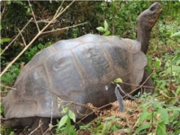 Живы ли слоновые черепахи с Галапагосских островов?