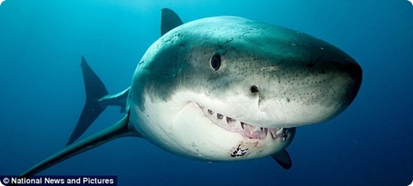 Белые акулы: на расстоянии вытянутой руки!